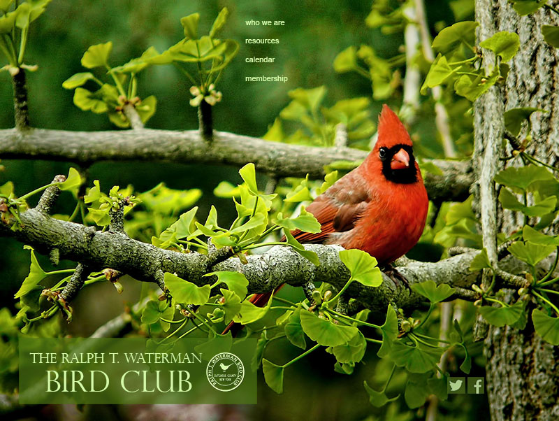 Revised Ralph T. Waterman Bird Club homepage, using 'dominant photo.